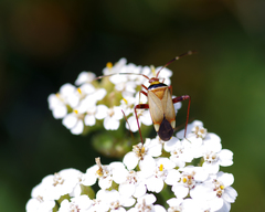 Adelphocoris vandalicus