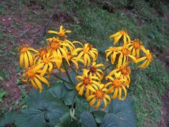 Ligularia dentata