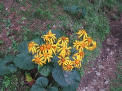 Ligularia dentata