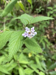 Lantana hirta