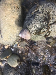 Steromphala umbilicalis