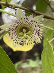 Passiflora exsudans