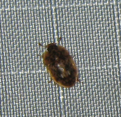 Lobiopa undulata