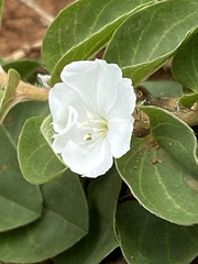 Evolvulus prostratus