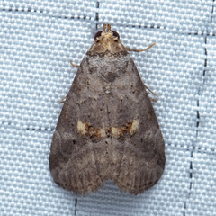 Hyperstrotia flaviguttata