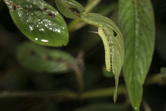 Theretra silhetensis silhetensis