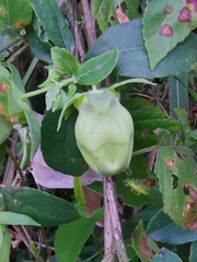 Codonopsis lanceolata