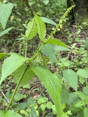 Croton adspersus
