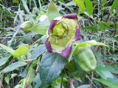 Codonopsis lanceolata