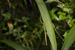 Phraortes bicolor