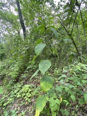 Croton adspersus