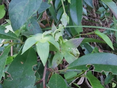 Codonopsis lanceolata