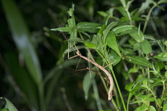 Phraortes bicolor
