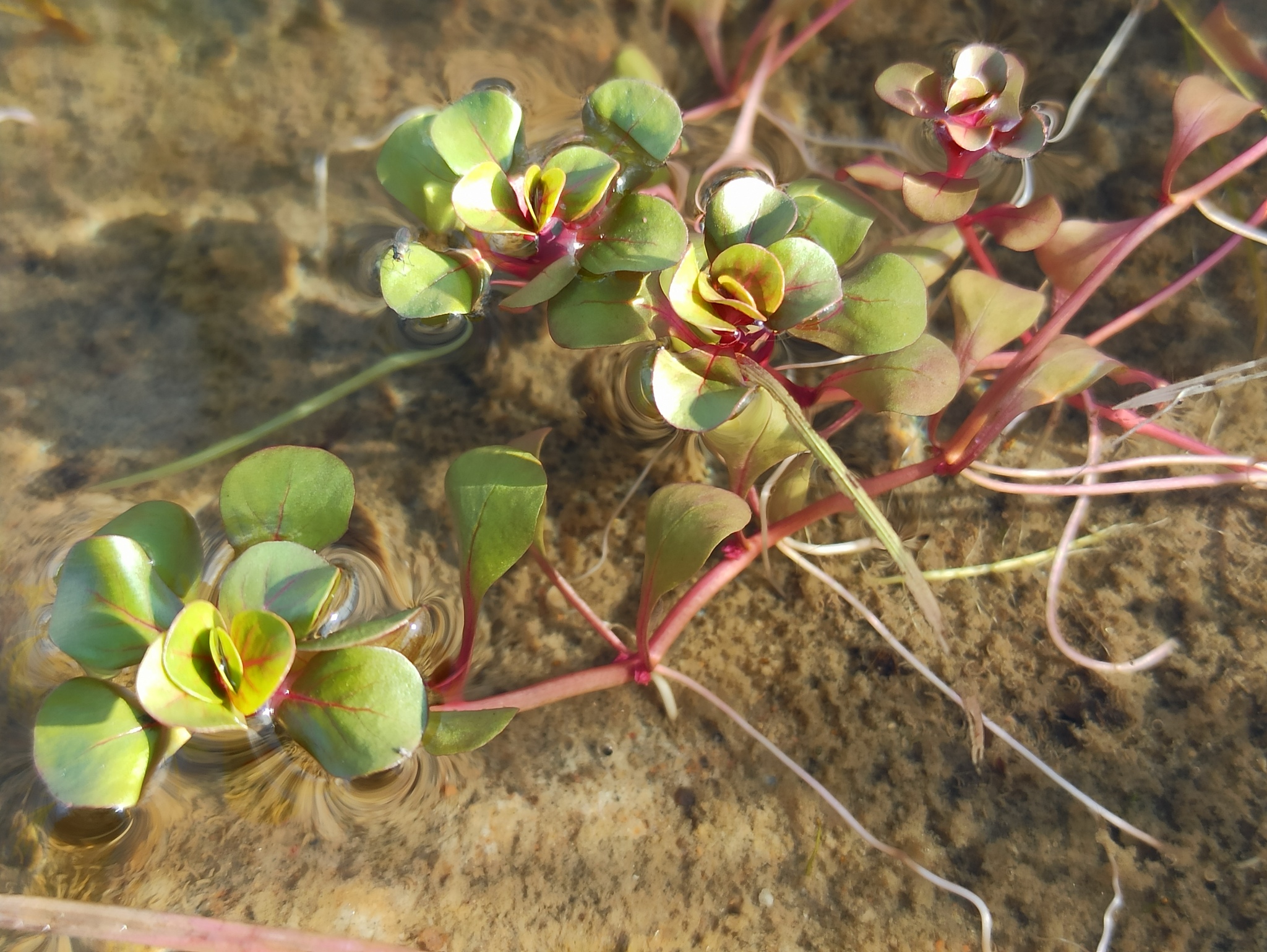 Lythrum portula