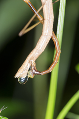 Phraortes bicolor