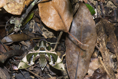 Daphnis hypothous crameri