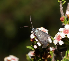 Pollanisus lithopastus