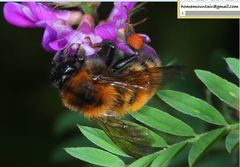 Bombus hedini