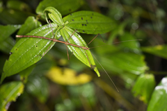 Phraortes bicolor