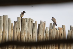 Pycnonotus nigricans