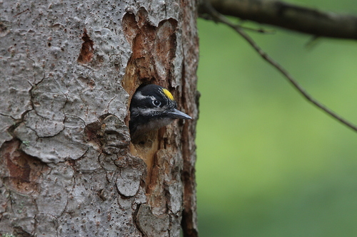 Eurasian Three-toed Woodpecker (Picoides tridactylus)