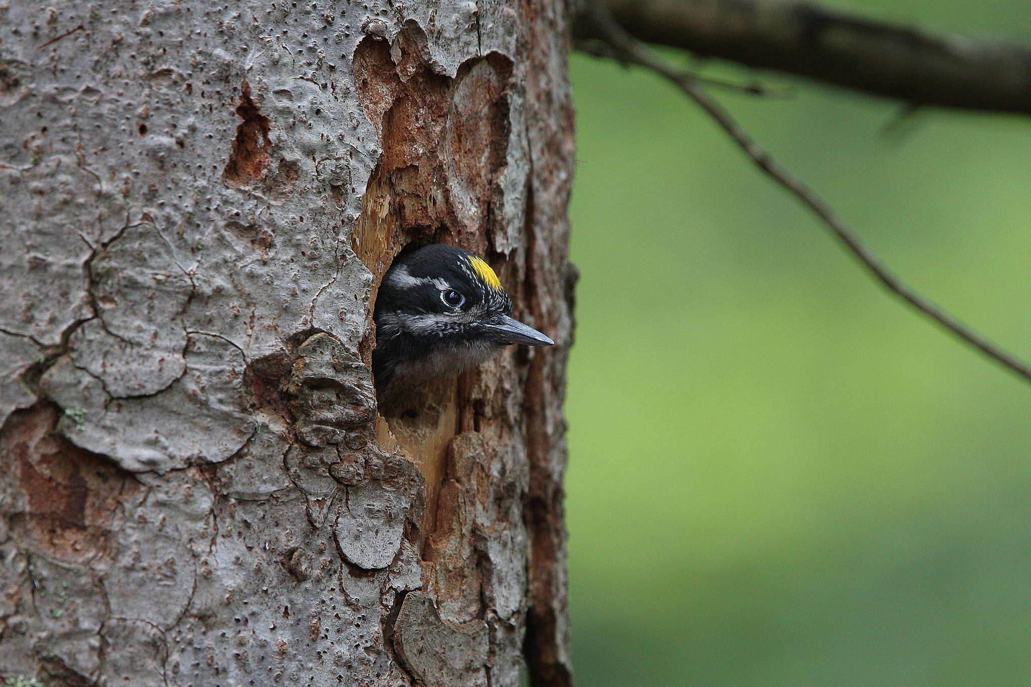 Eurasian Three-toed Woodpecker (Picoides tridactylus)
