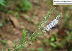 Veronica linariifolia