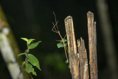 Phraortes bicolor