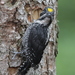 Eurasian Three-toed Woodpecker - Photo (c) Christoph Moning, some rights reserved (CC BY), uploaded by Christoph Moning