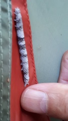 Parallelia bistriaris