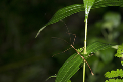 Phraortes bicolor