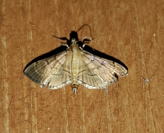 Salbia tytiusalis