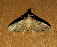 Salbia tytiusalis