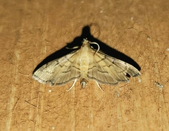 Salbia tytiusalis