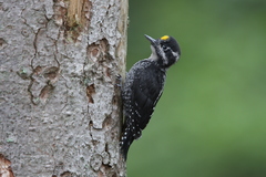 Eurasian Three-Toed Woodpecker photo 5