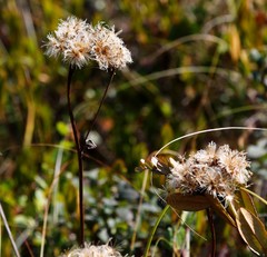 Saussurea pseudotilesii