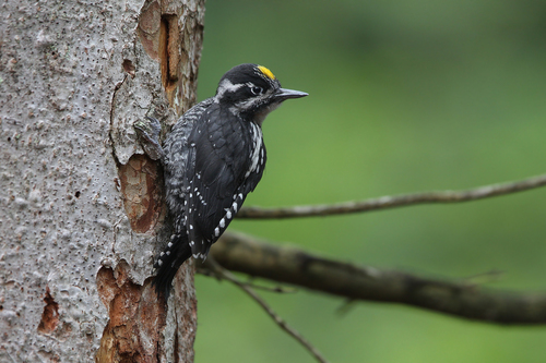 Pico Tridáctilo Euroasiático (Picoides tridactylus)
