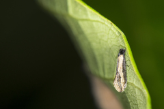 Tineovertex melanochrysa