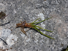Isoetes echinospora