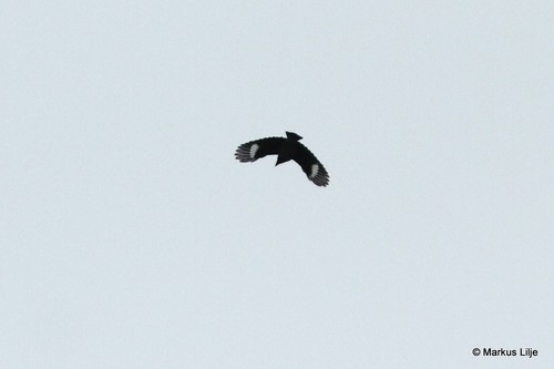 Black-and-white Shrike-flycatcher