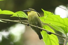 Pogoniulus atroflavus