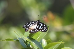 Graphium leonidas leonidas