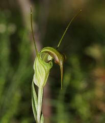 Pterostylis decurva