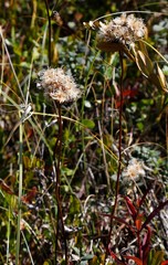 Saussurea pseudotilesii