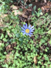 Felicia aethiopica