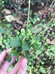 Felicia aethiopica