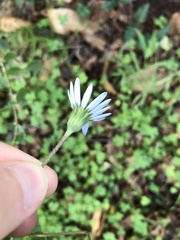 Felicia aethiopica