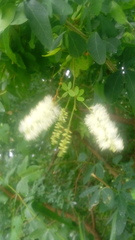 Pithecellobium lanceolatum