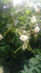 Pithecellobium lanceolatum