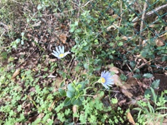 Felicia aethiopica